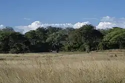 Riverside savanna and woodland habitat, Mpanda, Tanzania