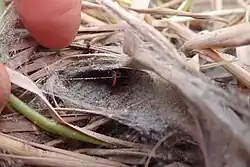A spider in a silk nest buried inside grassy vegetation