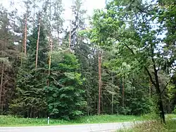 Kazlų Rūda forests