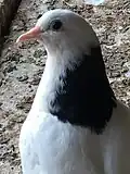 Kebelek Güvercin