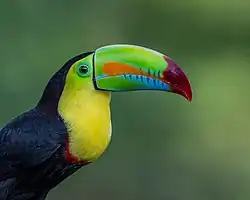 The Keel-billed toucan Is ‘Near-threatened’ due to habitat loss and the illegal pet trade