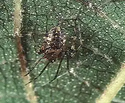 female P. maculata from Okinawa