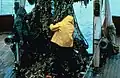 Kelp harvest
