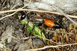 Sphex funerarius with Bicolorana bicolor as prey