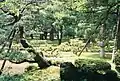 Pines and lanterns