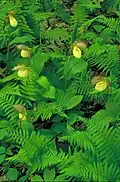Cypripedium kentuckiense