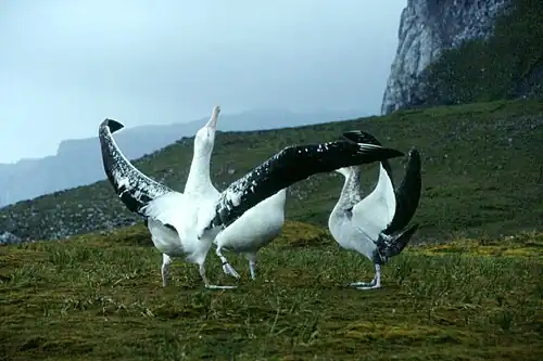 Three massive birds stand on low grasslands, the closest bird has its long wings outstretched and its head pointing upward