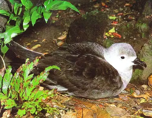 Adult Kermadec petrel