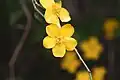 Japanese kerria (Kerria japonica)