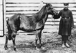 Horse commonly claimed to be a tarpan or tarpan hybrid photographed in captivity in Russia in 1884, but the origins of the image and animal are actually unknown (Lovász et al., 2021).