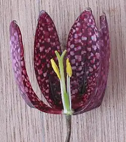 Fritillaria meleagris flower section