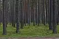 Pine forest