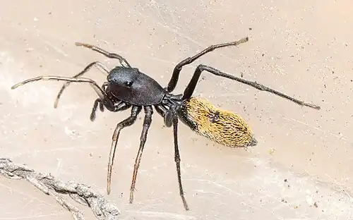 female K. africana