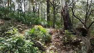 Kincumber Mountain Reserve at Green Point, NSW