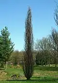'Nadler' cultivar without leaves