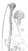 Kingia Australis. Phillip Parker King, 1827.
