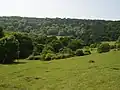Kingley Vale National Nature Reserve