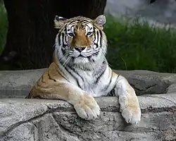 Kisa the Tiger.