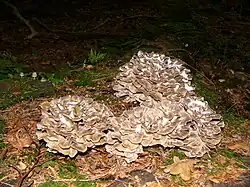 Clumps
