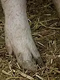 Pigs' hooves in soft ground