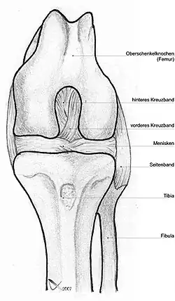 Image 47Dog knee (from Dog anatomy)