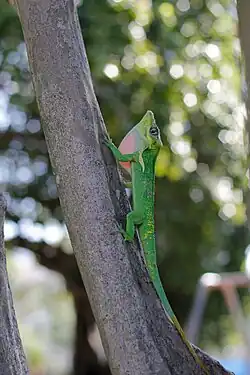 Displaying the pinkish-white dewlap