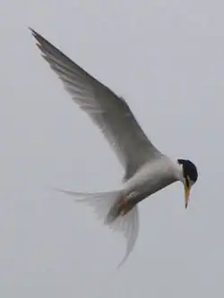 Little tern