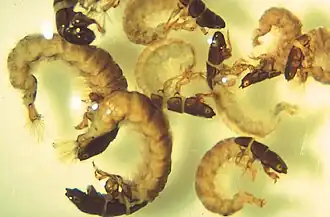 Larvae of caddisfly