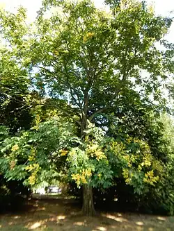 Blooming tree