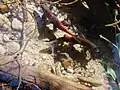 Spawning Kokanee salmon in the Sawtooth Range of Idaho