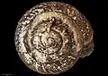Top-down view of K. mimiwhangata holotype