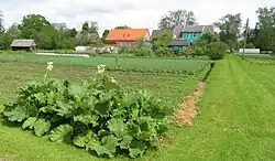 Cultivation of vegetables in Kolkja