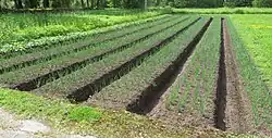 Regular onion fields in Kolkja