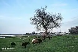 Landscape in the village of Komdarreh