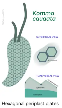 Periplast of Komma caudata