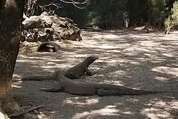 Komodo Dragons in the Surabaya Zoo