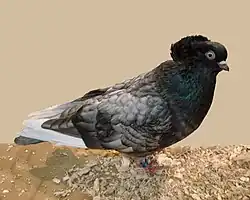 Andalusian Komorner Tumbler