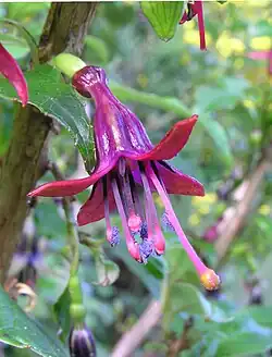 A purple-pinkish flower of F. excorticata