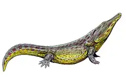 Konzhukovia vetusta, of the middle to late Permian of Russia