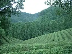 Green tea field