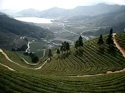 Green tea field in Boseong