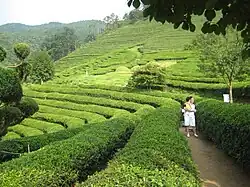 Green tea field