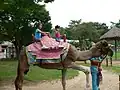 Children riding on the dromedary at Everland