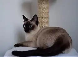 Traditional seal point Thai cat with a round applehead and a bulky-build body