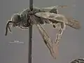 Krombeinia nayarita holotype from Nayarit, Mexico