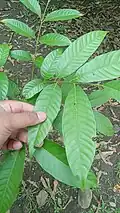 Foliage close up