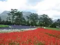 Kujū Flower Gardens and Kujū Mountains