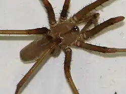 Southern house spider, Kukulcania hibernalis