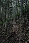 The Kumano Kodō near Tsugizakura-oji.