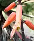 Flower detail
